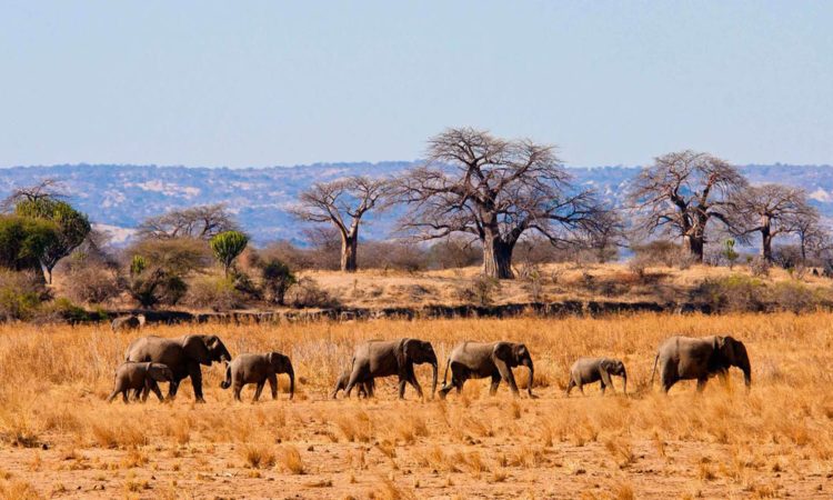 Tarangire National Park - Zanzibar Destination