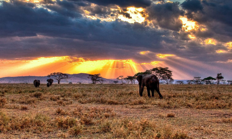 Serengeti National Park - Zanzibar Destination