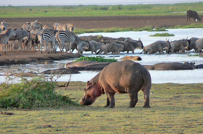 Lake Manyara National Park - Zanzibar Destination