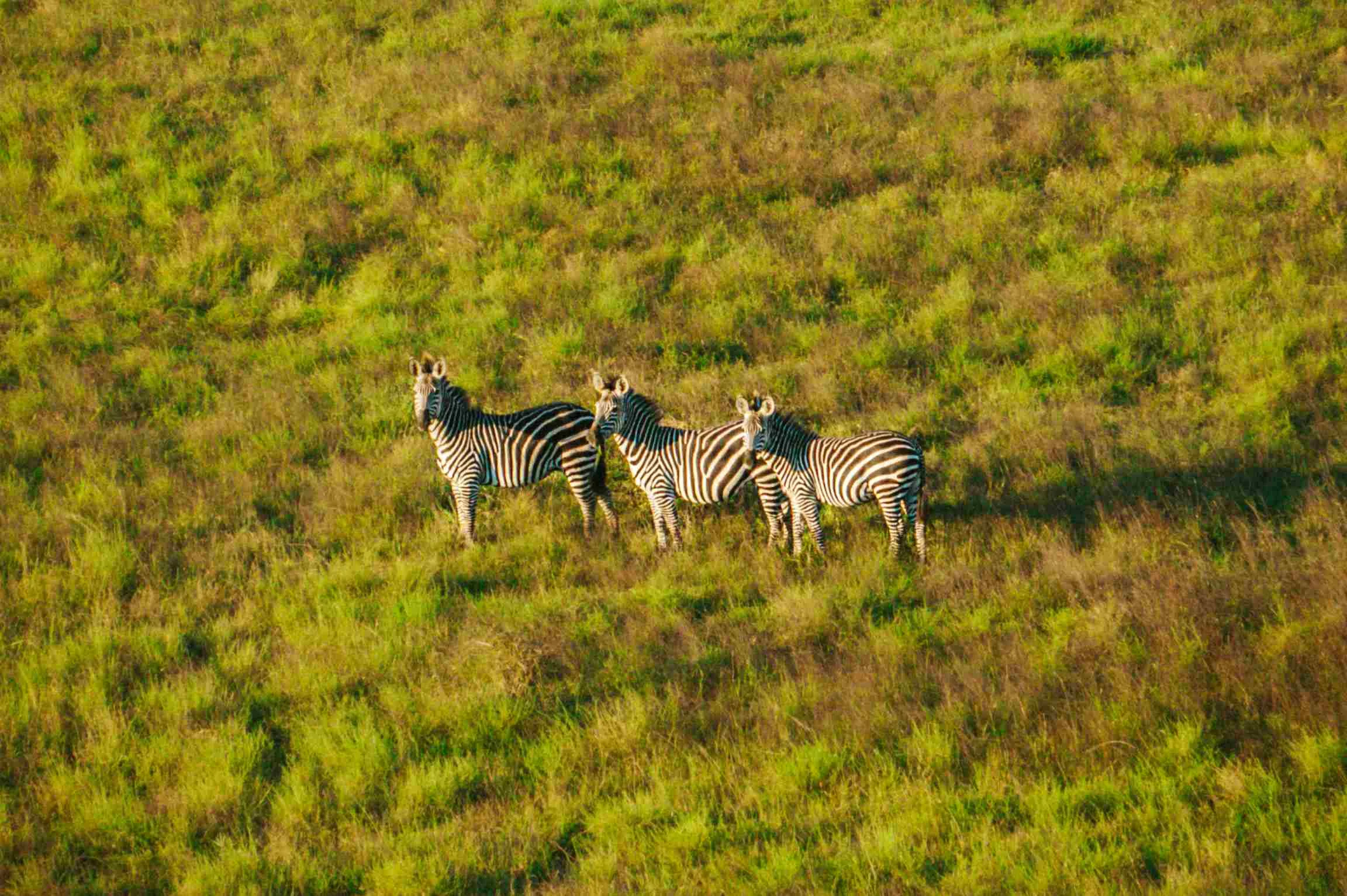 Mikumi National Park - Zanzibar Destination