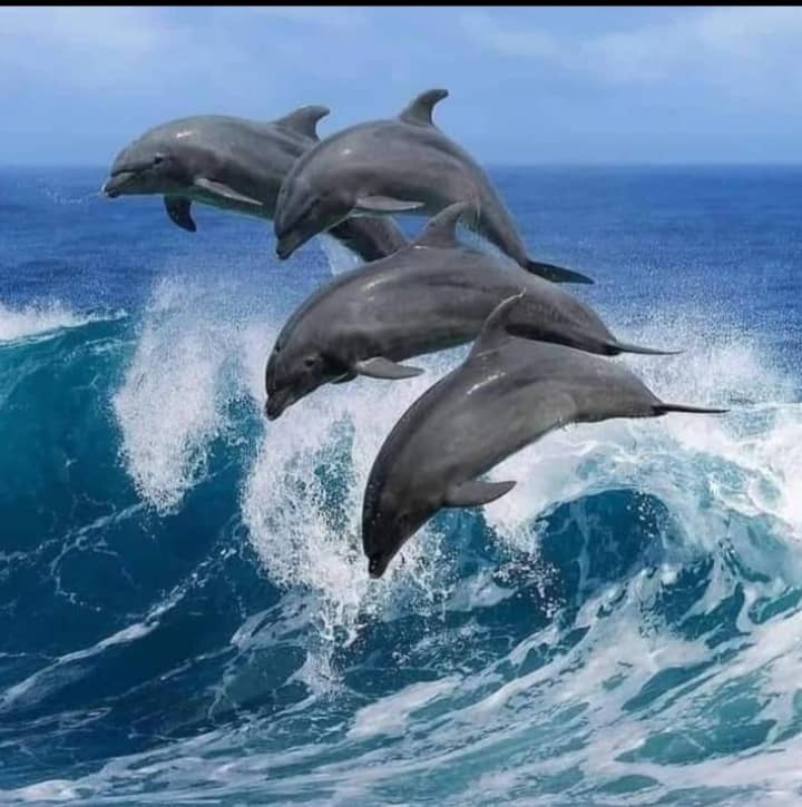 Mnemba Island Dolphin & Snorkeling - Zanzibar Tour