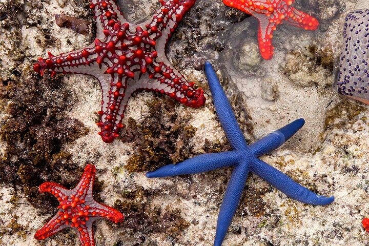 Starfish Watching Adventure